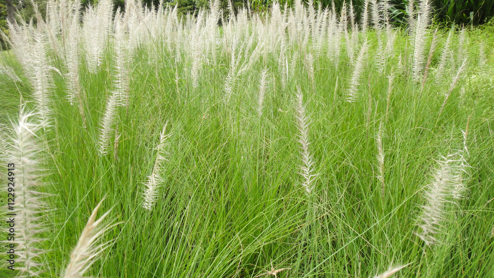 meadow grass