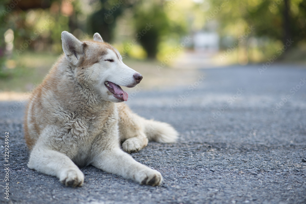 Portrait of a Siberian Husky dog outdoors