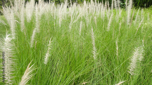 meadow grass