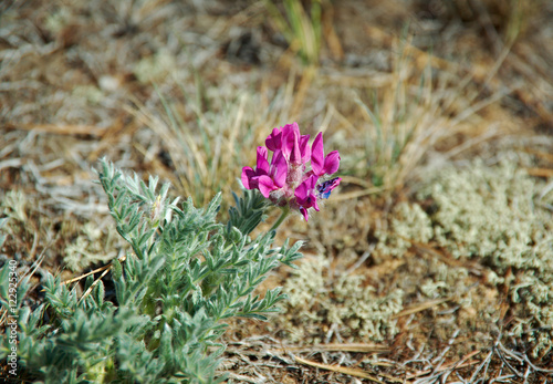 Oxytropis lanata photo