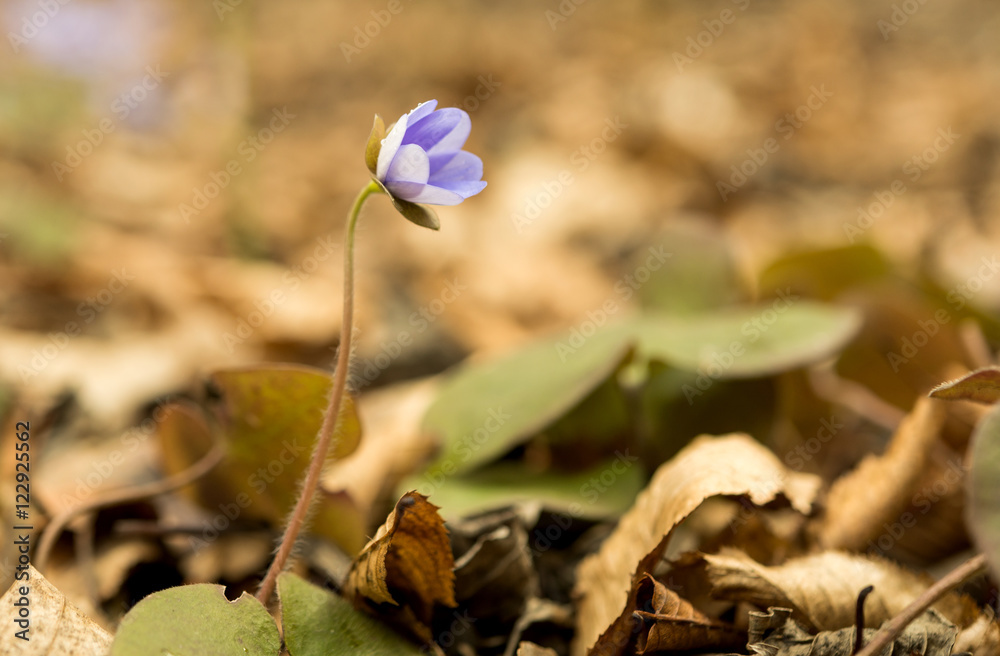 Hepatica nobilis Hepatica nobilis