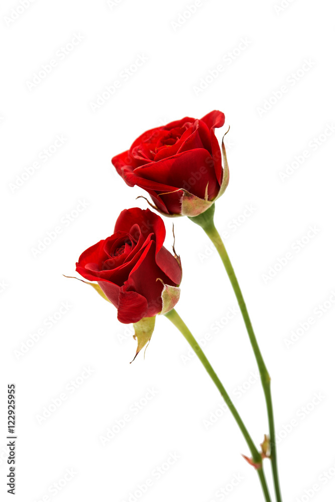 small red rose small red rose