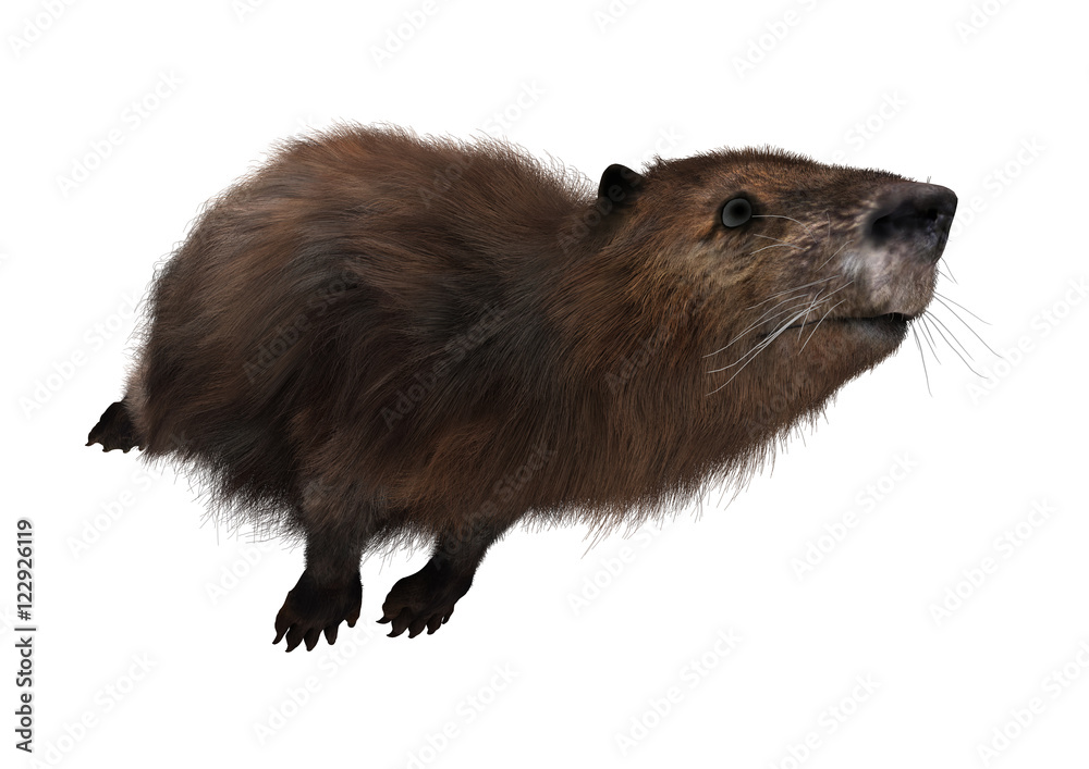3D Rendering Beaver on White 3D Rendering Beaver on White