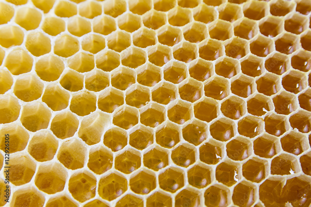 Honeycombs filled with honey closeup