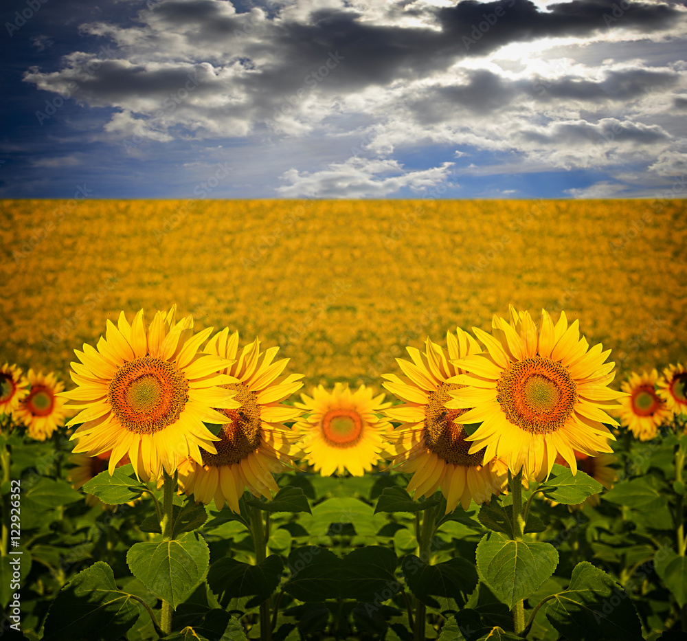 Fototapeta premium sunflower field over cloudy blue a sky