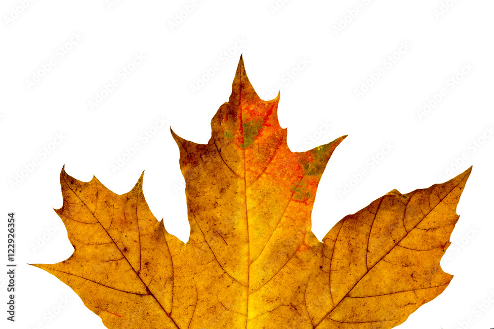 yellow maple leaf on a white background yellow maple leaf on a white background