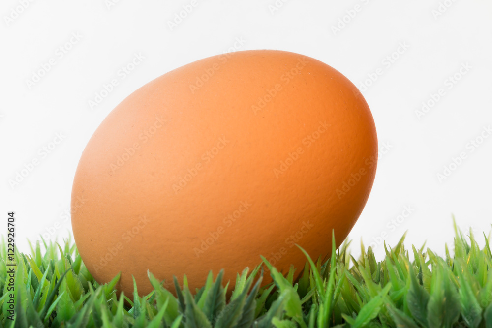 closeup of an egg on green grass on a white background closeup of an egg on green grass on a white background