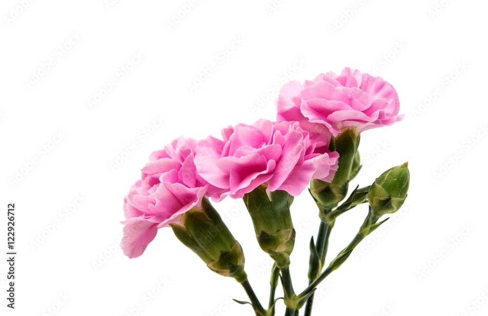 pink carnation pink carnation