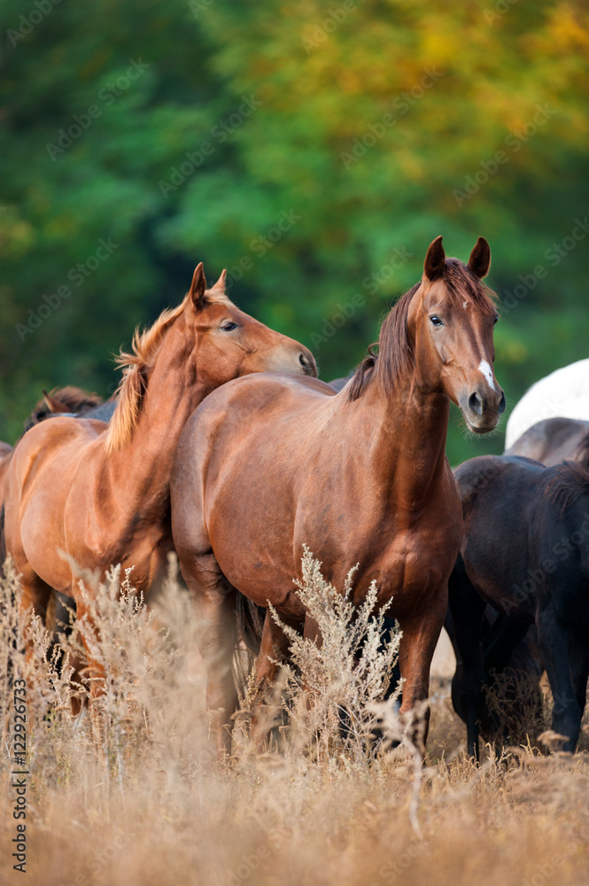 Fototapeta premium Red mare with foal on fall pasture