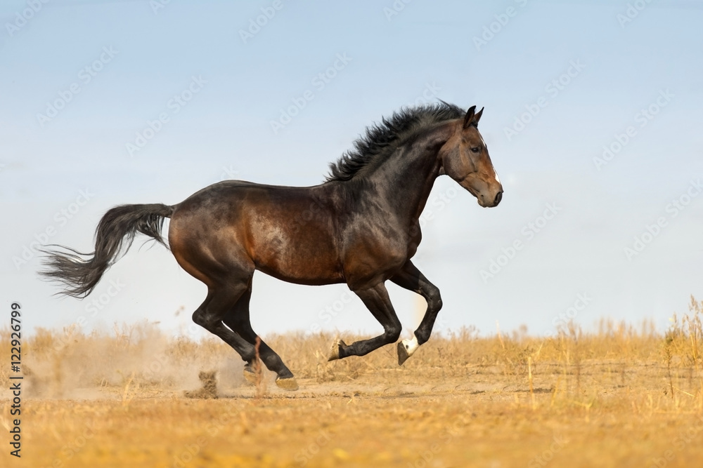 Bay beautiful stallion run gallop on pasture Bay beautiful stallion run gallop on pasture