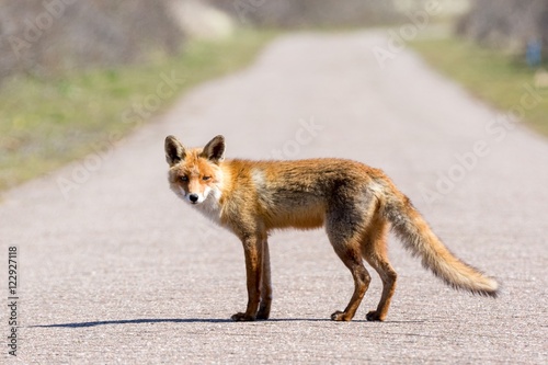 a fox from the side standing on the middle of the road, looking into the camera