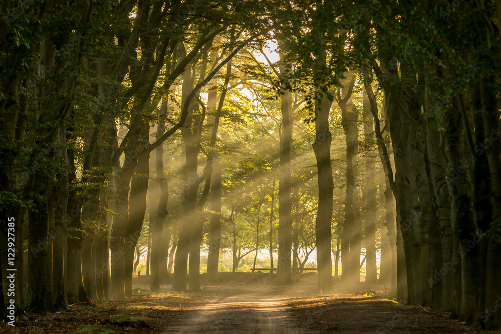 Fototapeta premium sun shining through the trees in the morning