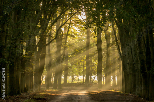 sun shining through the trees in the morning