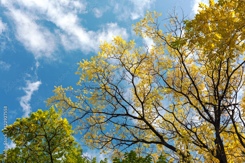 autumn beautiful scene with yellow trees on blue sky background