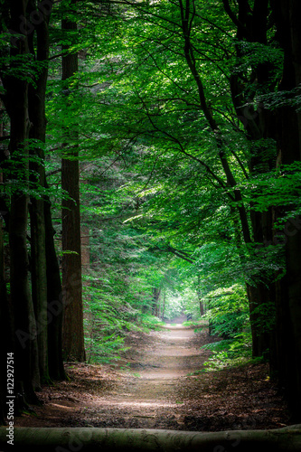 a path in a green forest
