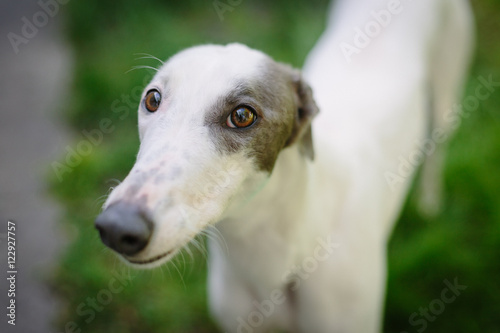 Greyhound looking up