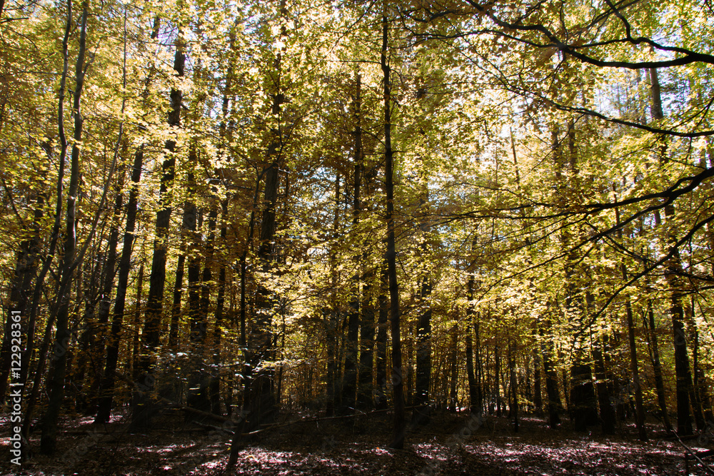 Obraz premium Looking through the trees in an English wood
