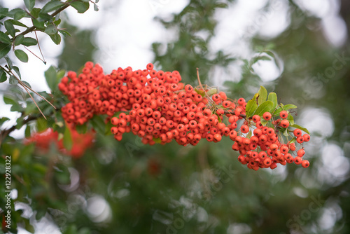 Feuerbeeren