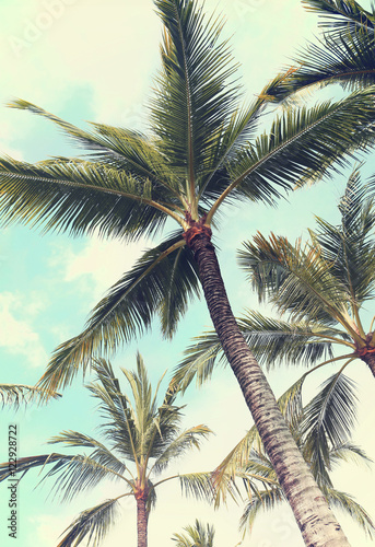 Fototapeta Naklejka Na Ścianę i Meble -  palm trees