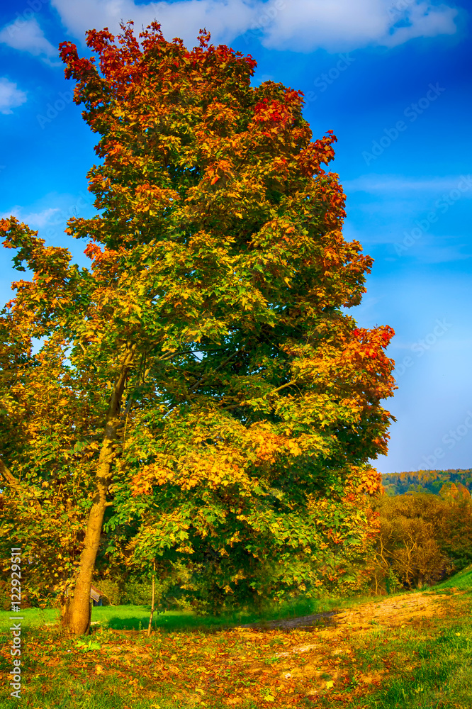 Fototapeta premium autumn tree