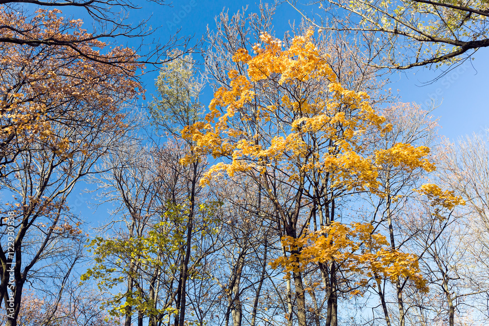 golden yellow tops of the autumn trees on clear blue sky background golden yellow tops of the autumn trees on clear blue sky background