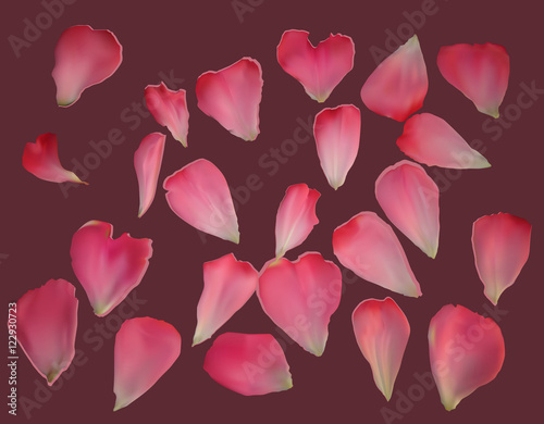 pink rose petals on dark background