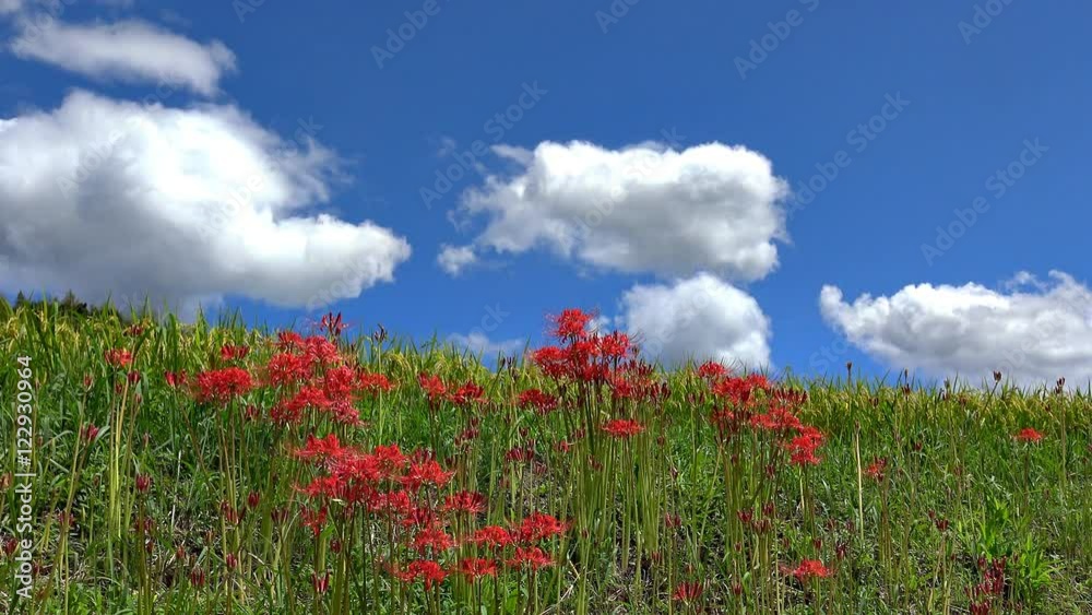 彼岸花と青空に流れる雲