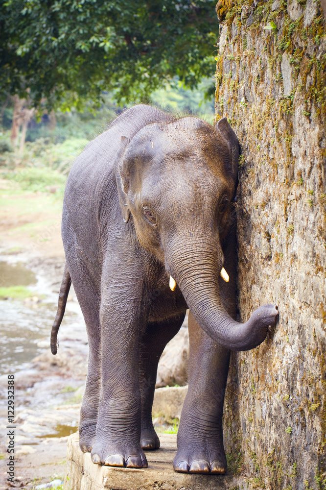 Fototapeta premium sri lanka elephant