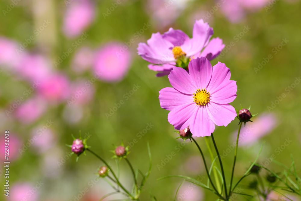 秋桜 秋桜