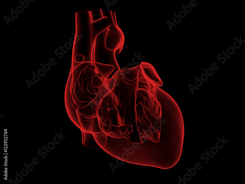 X-Ray of  a human heart, 3d illustration.