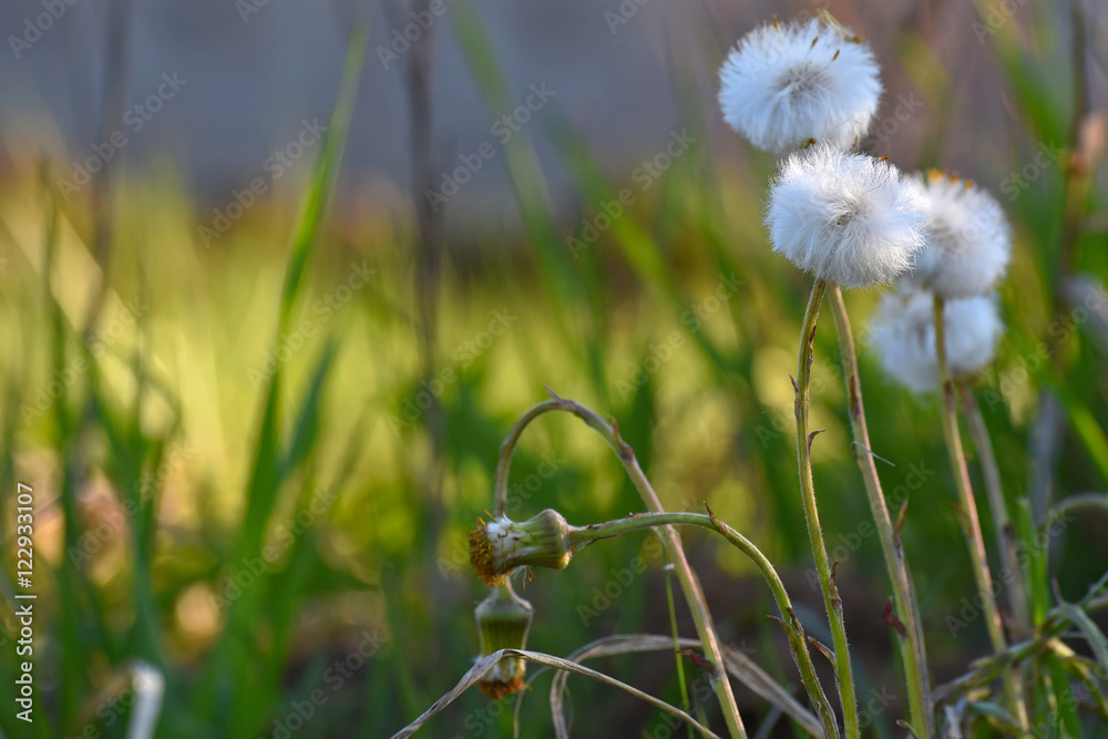 dandelion flowers grass background dandelion flowers grass background