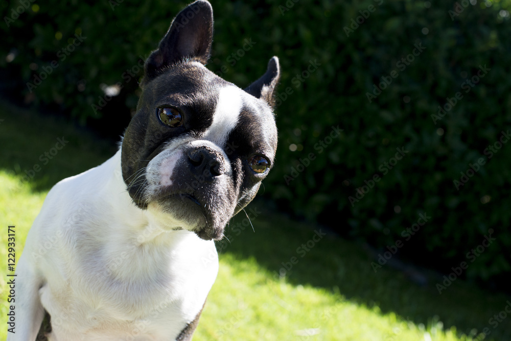 Fototapeta premium mhhhhh