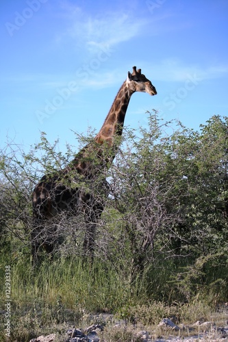 Giraffe at Etosha National Park in Namibia, Africa