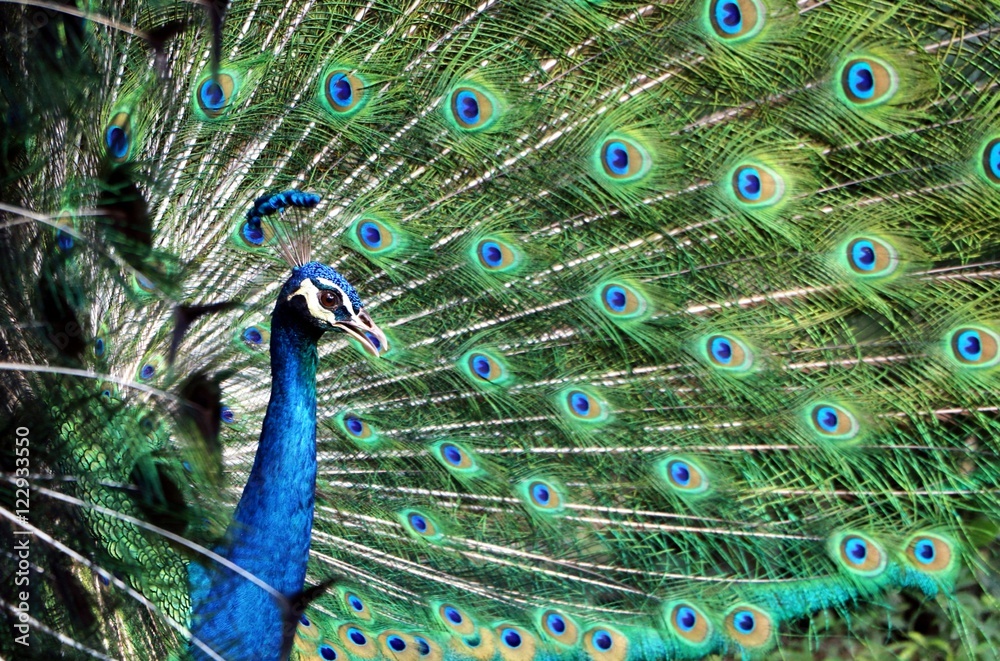Obraz premium Peacock showing off feathers from side view angle