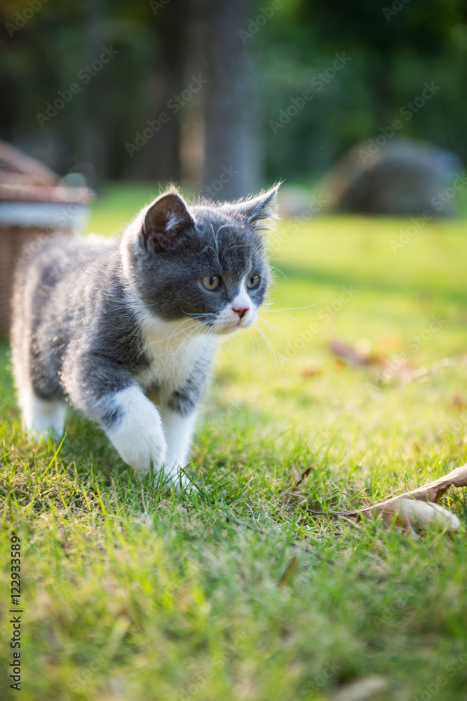 Gray kitten on the grass