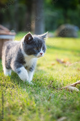 Gray kitten on the grass © chendongshan