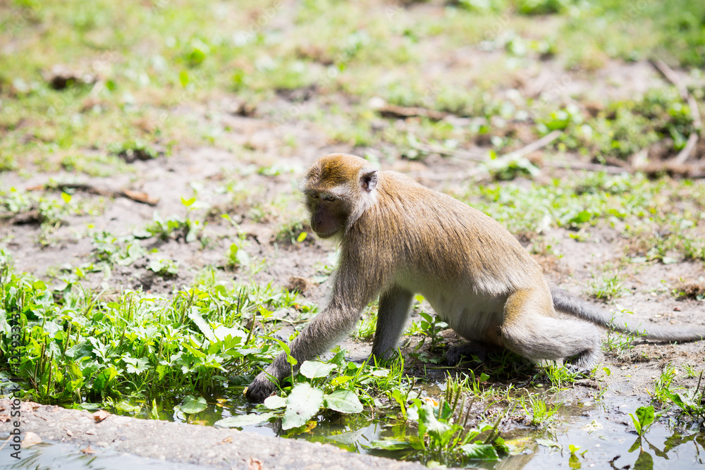 Monkey family at the water.