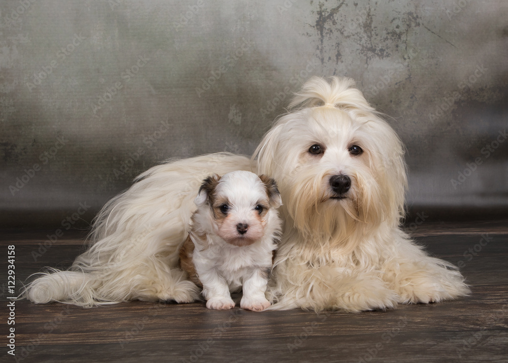 Hunde, Havaneser Geschwister Hunde, Havaneser Geschwister