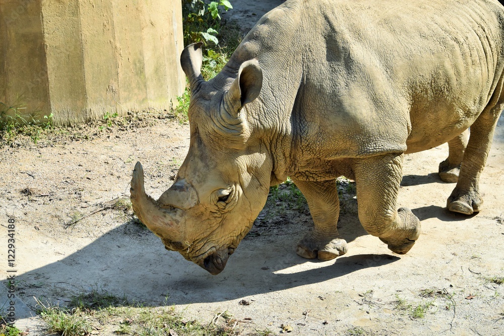 Obraz premium 動物園のサイ