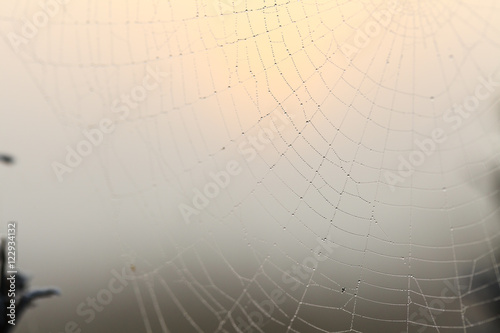 Spider's web covered with dew on the grass in morning sun