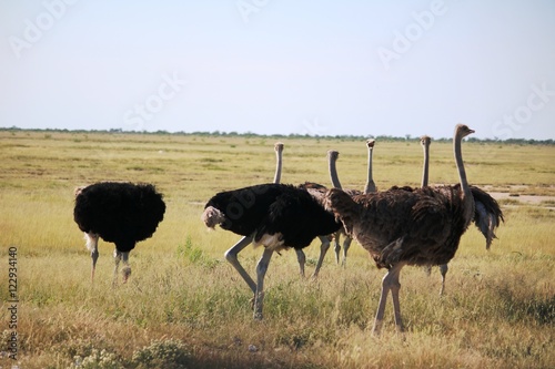 Herd of African ostrich at Etosha National Park in Namibia, Africa