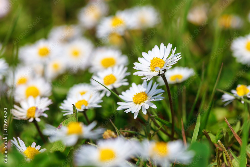 Daisies Daisies