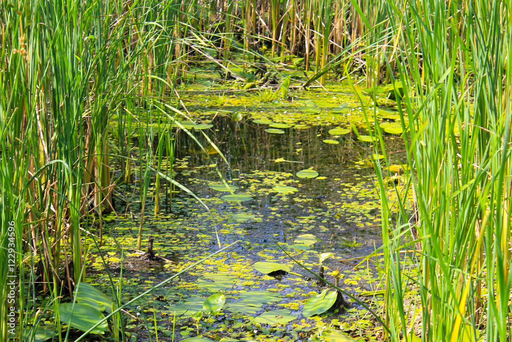 Aquatic plants in a swamp Aquatic plants in a swamp
