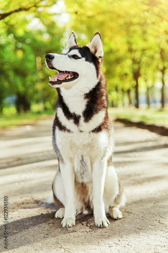 Portrait black and white Husky dog with a smile and his tongue hanging out