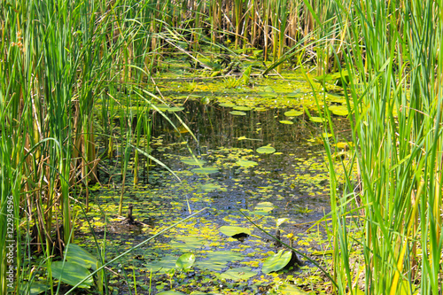 Aquatic plants in a swamp