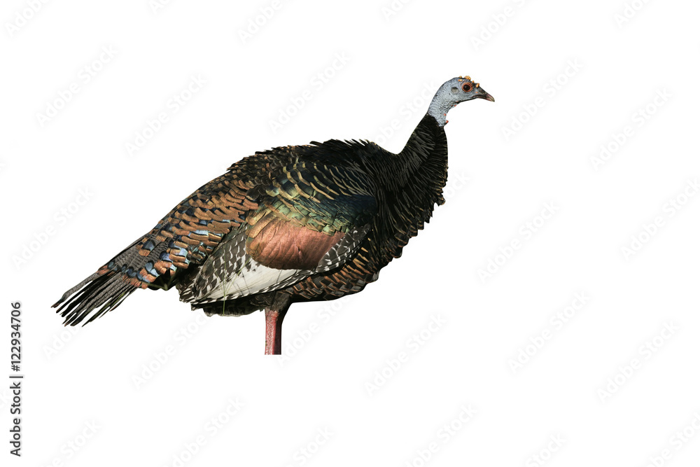 Ocellated turkey, Meleagris ocellata Ocellated turkey, Meleagris ocellata