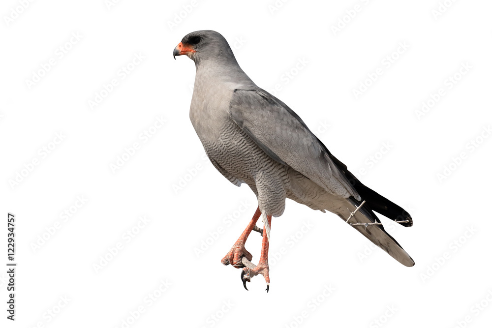 Obraz premium Pale chanting-goshawk, Melierax canorus