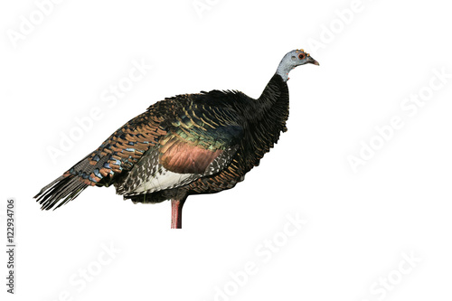 Ocellated turkey   Meleagris ocellata