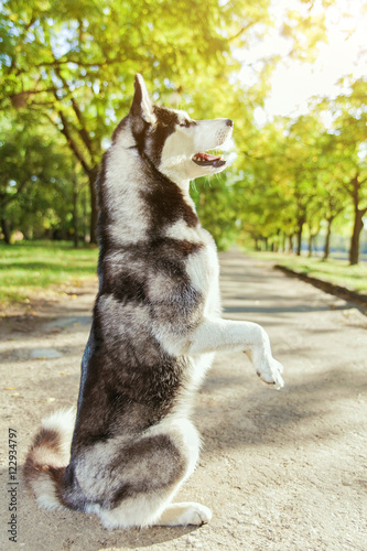 The gray husky dog standing on two legs. Playing in the park  autumn landscape  warm weather.