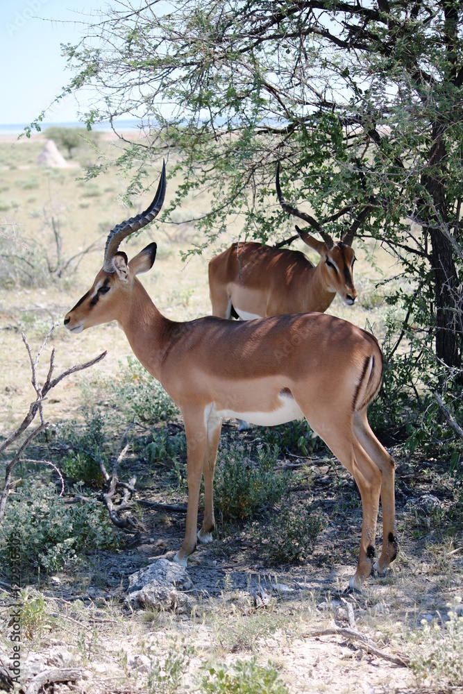 Shadow place for Black nosed impala in Etosha National Park, Namibia Africa